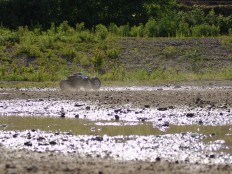 Traxxas E-Maxx Dual Titan 775 auf der "Seenplatte"