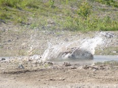 Traxxas E-Maxx Dual Titan 775 auf der "Seenplatte"