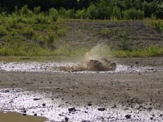 Traxxas E-Maxx Dual Titan 775 auf der "Seenplatte"